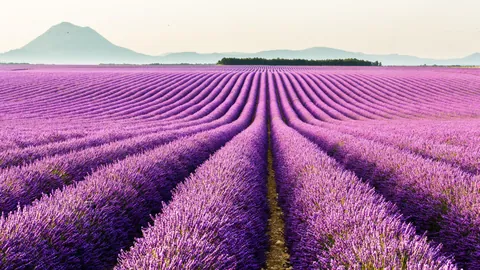 A lavender field