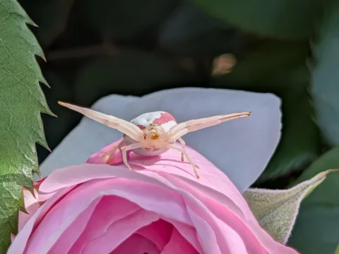 Craziest spider in my garden. #2