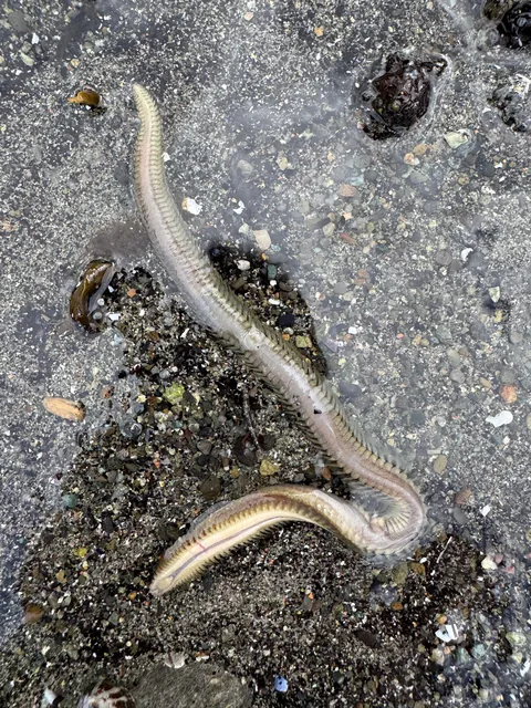 Herring eggs piled so thick it suffocates other marine life