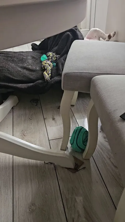 My Bulldog trapped in her own blanket (including the rescue)