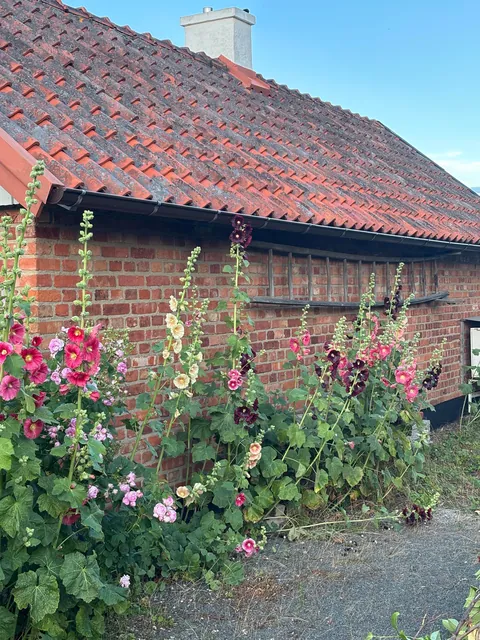 Hollyhock season!