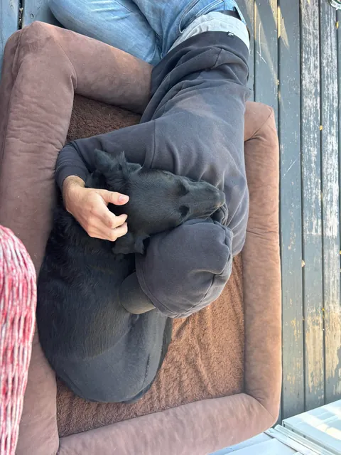 My humans tooks me to the vet, I gots a big boo boo but now I cans sit up straight!