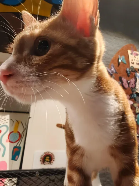 l have four cats now!