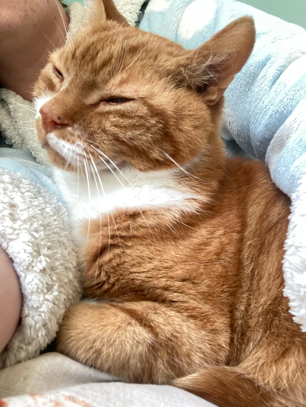 I love my cat so much