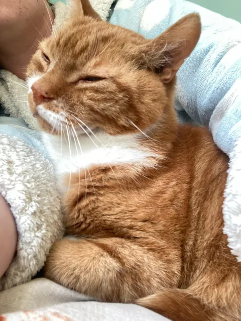 I love my cat so much