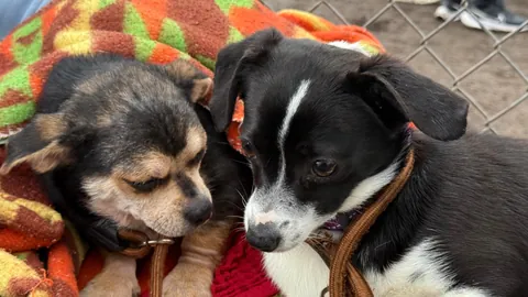 Little Emmy and Oreo) rescued March 2025)