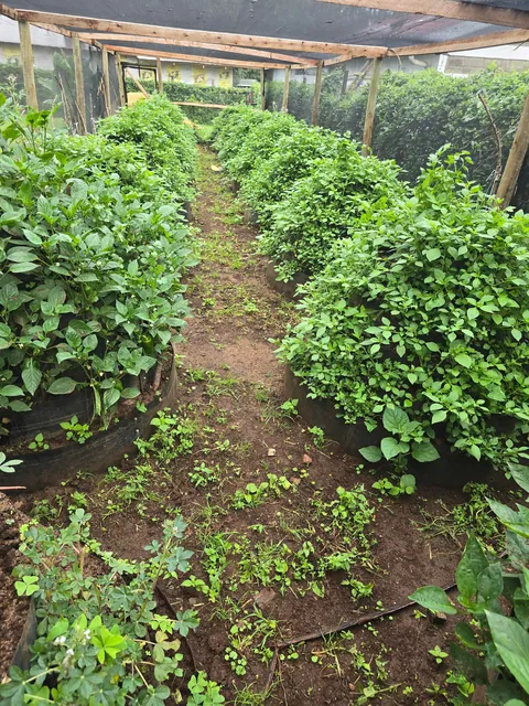 Since I have a small garden, I always try to utilize as much space as possible and the results are outstanding.