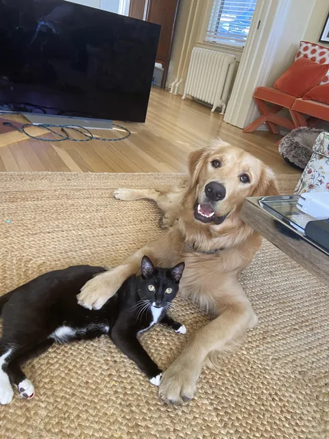 My cat and dog are best friends