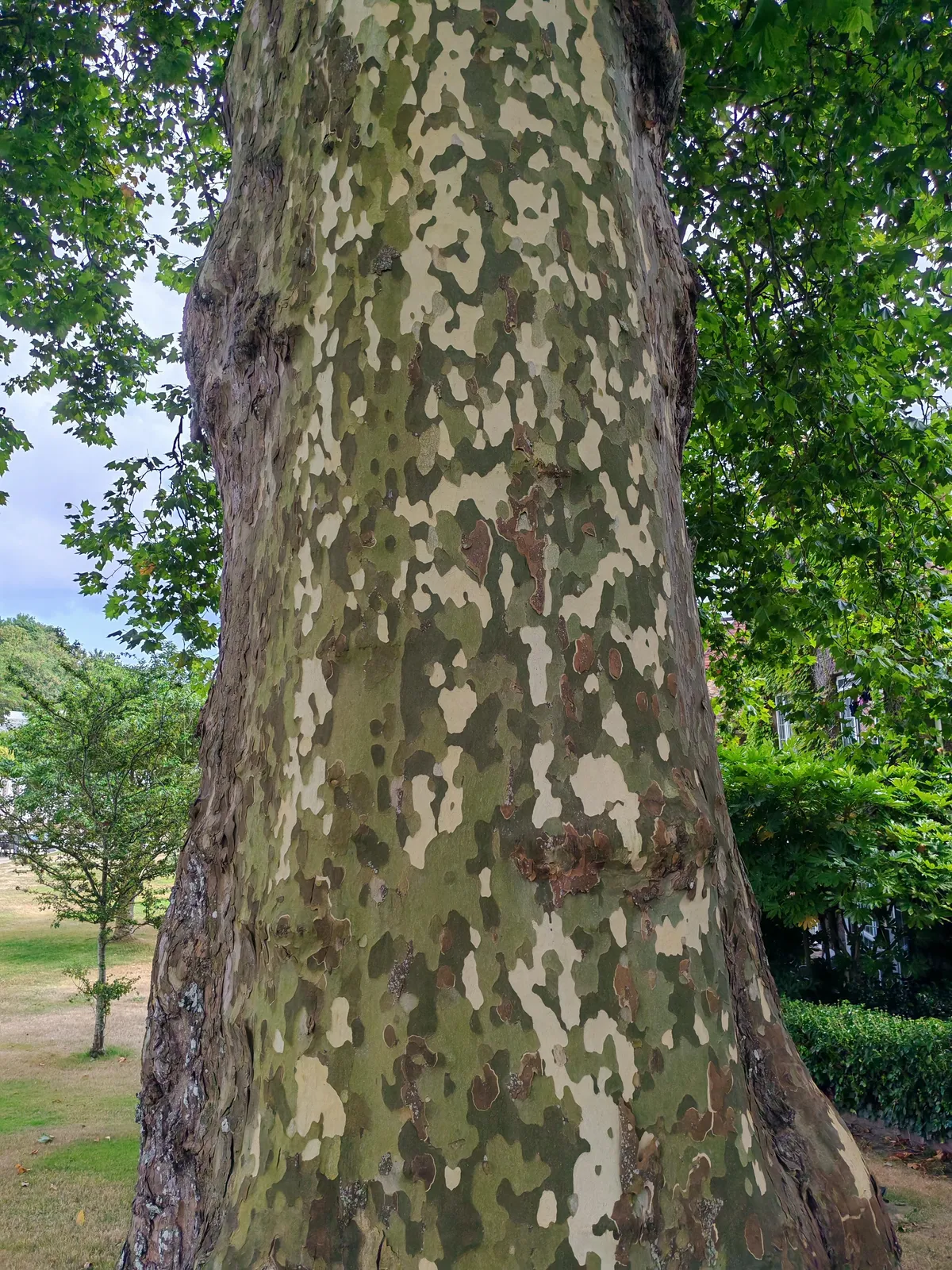One side of this tree has weathered into a camoglague pattern