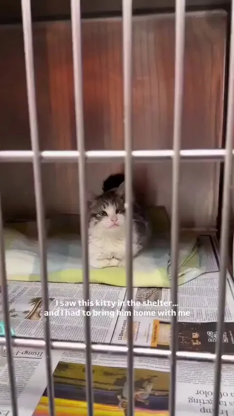 Poor baby has had a rough start to life. Hopefully he gets better and loving home