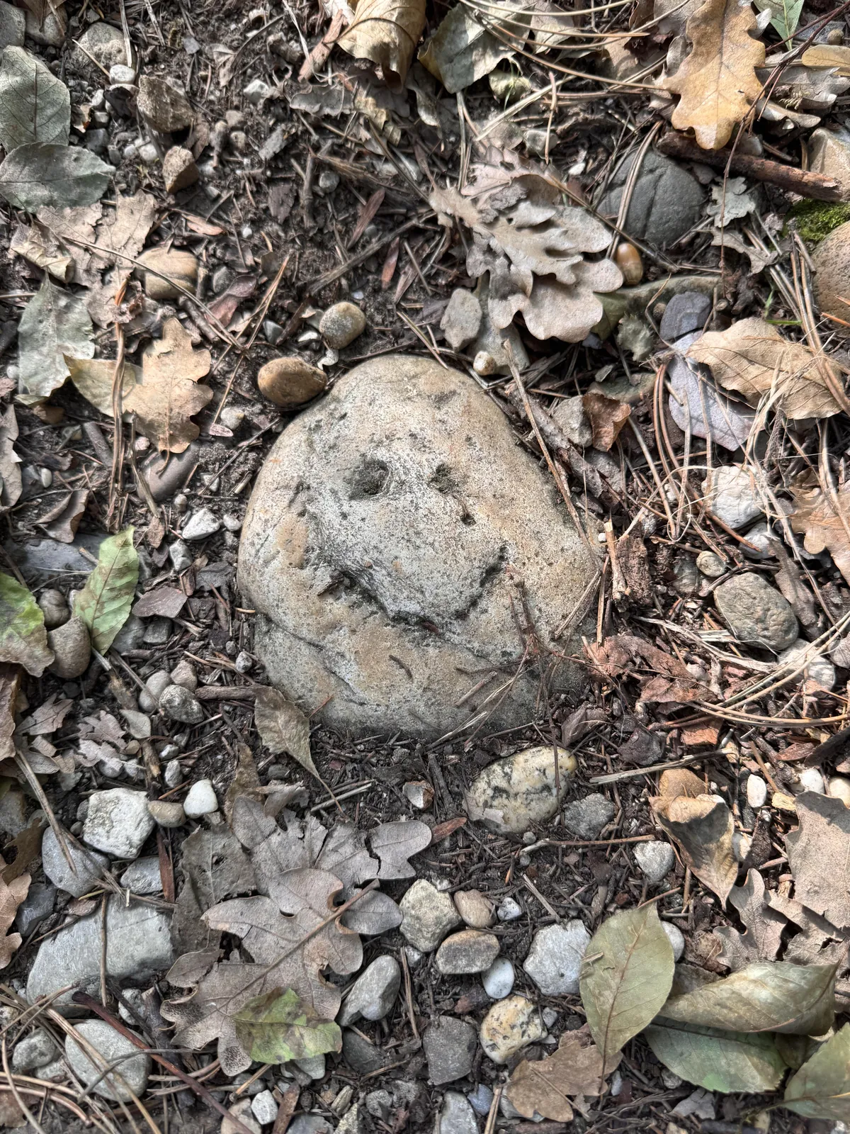 Found this rock only a few days ago, reminded by the post on Japanese museum of rock faces.