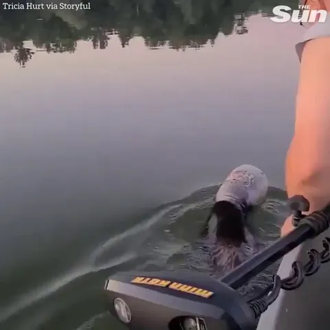 Saving a black bear in the middle of the lake by removing a plastic container of its head