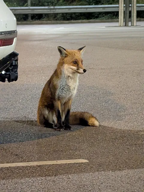 This cutie was hanging out in the supermarket carpark 🦊