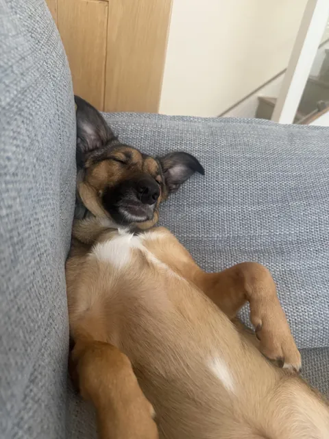 Anyone else’s dog sleep like a full grown man?