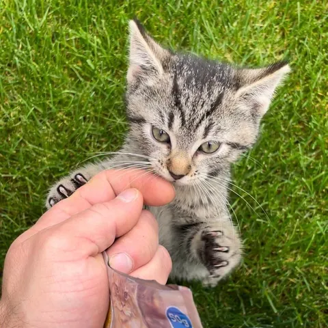 I just got my first cat, Luna! ❤️