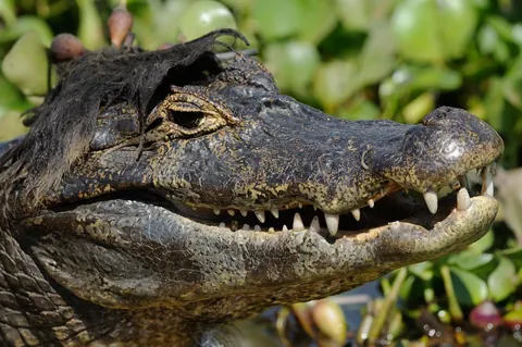 🔥🔥the Best funny nature pics