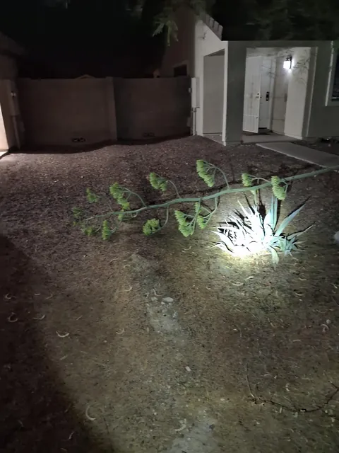 My century plant fell today in a huge dyst storm while I was at work