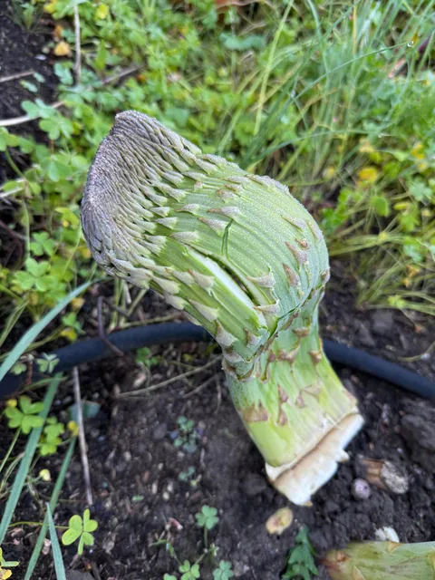 Fascinated asparagus, two week update