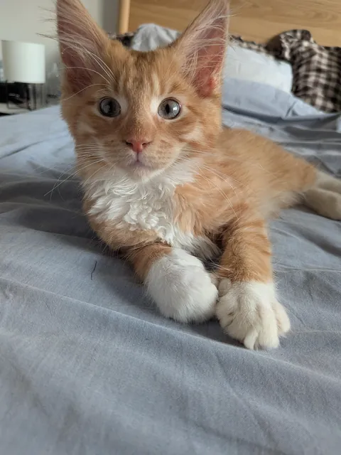 Adopted this sweet boy - noticed there is something slightly off about his eyes