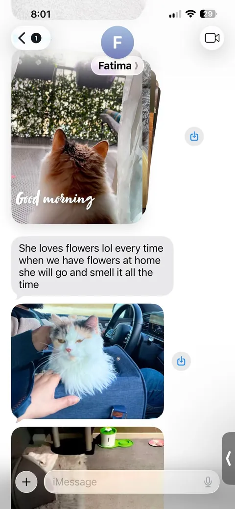 Update: I have the cat my student rehomed 3 years ago and thought had died.