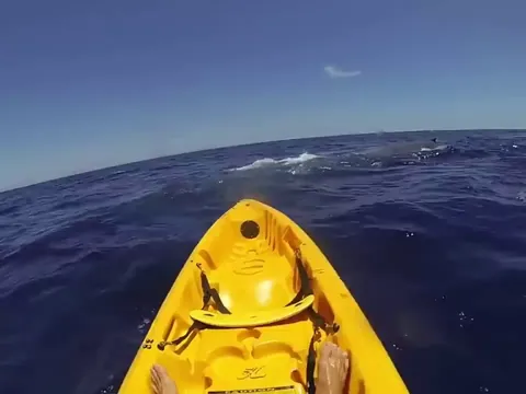 Blue whale in the wild