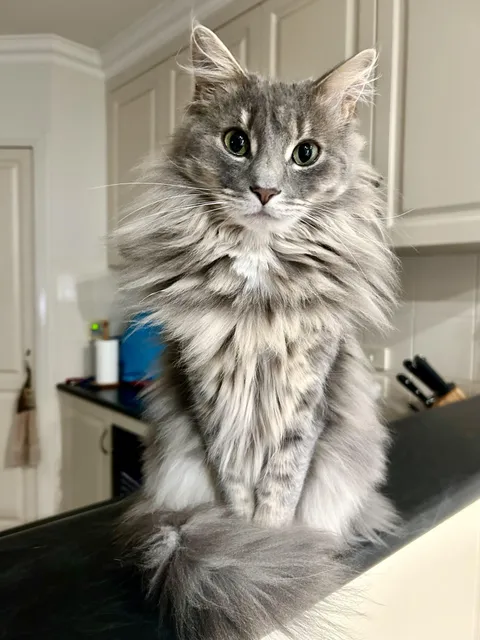 My mother adopted an adult cat