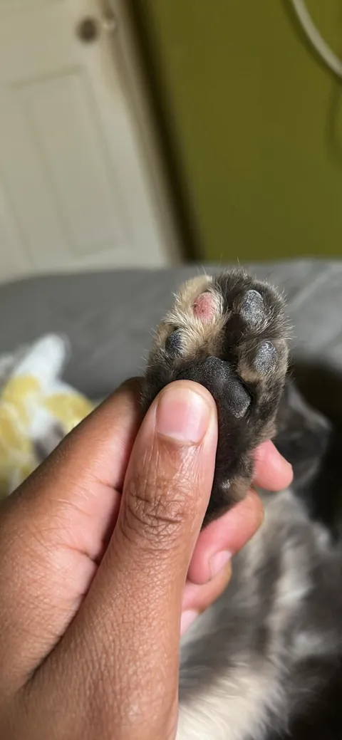 I saved this cat and now I feel like sh*t