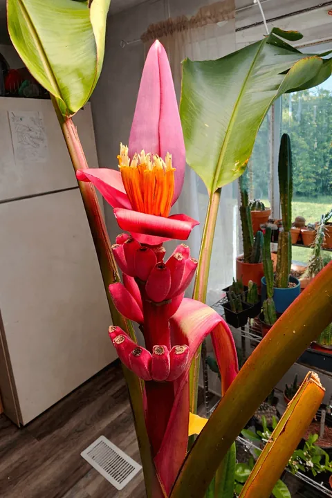 I grew little pink bananas in zone 6 and actually got fruit!