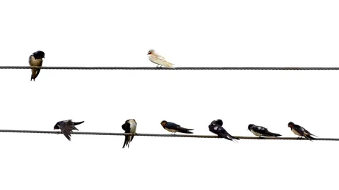 🔥 This leucistic barn swallow (Hirundo rustica) in Cantabria, Spain