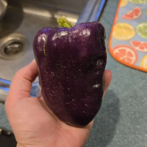 Harvested My First Purple Bell Pepper!