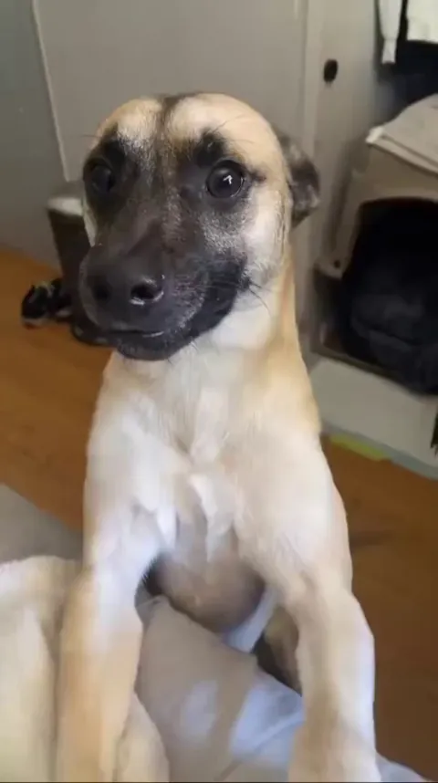 My dog smiles when he’s happy