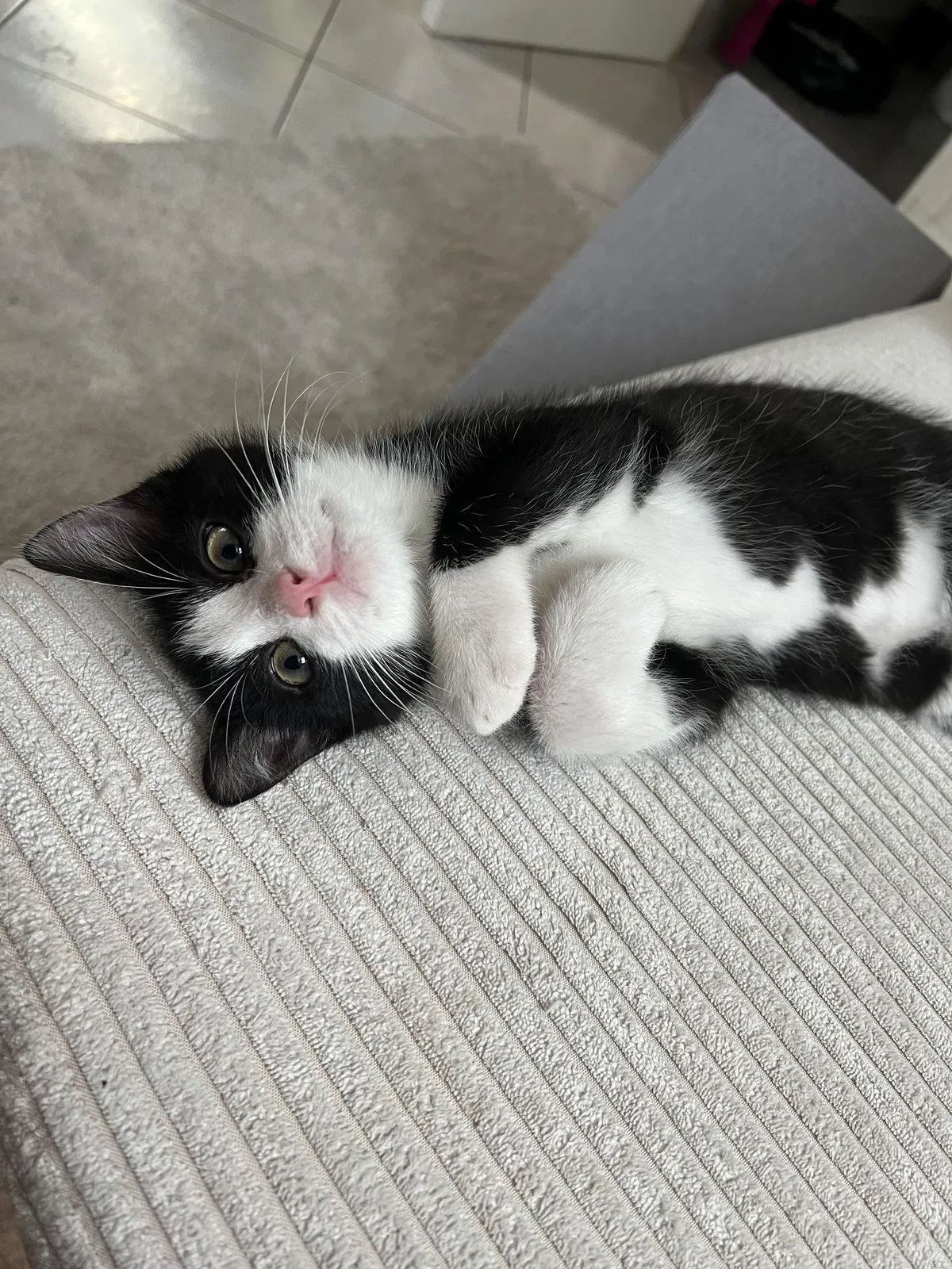 Absolute purrrfection