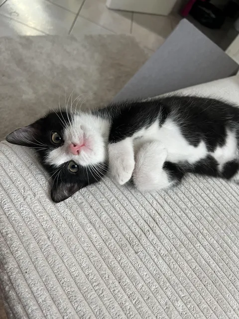 Absolute purrrfection