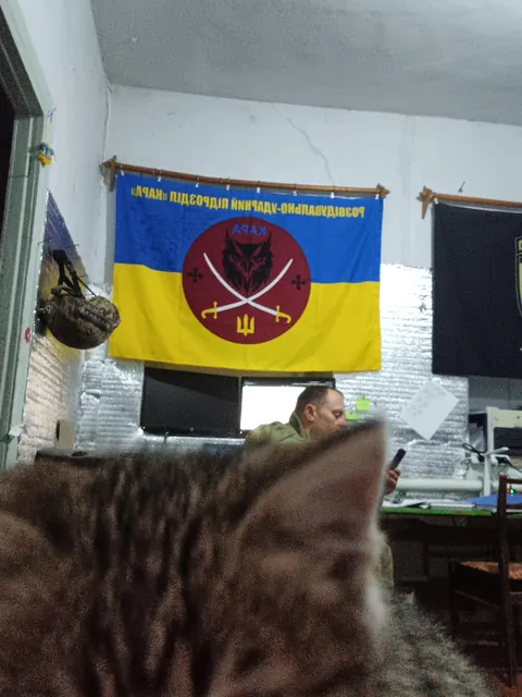 I found this kitten in the war a year ago