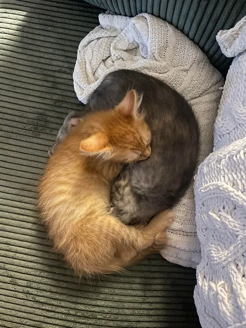 adopted a pair of bonded kittens