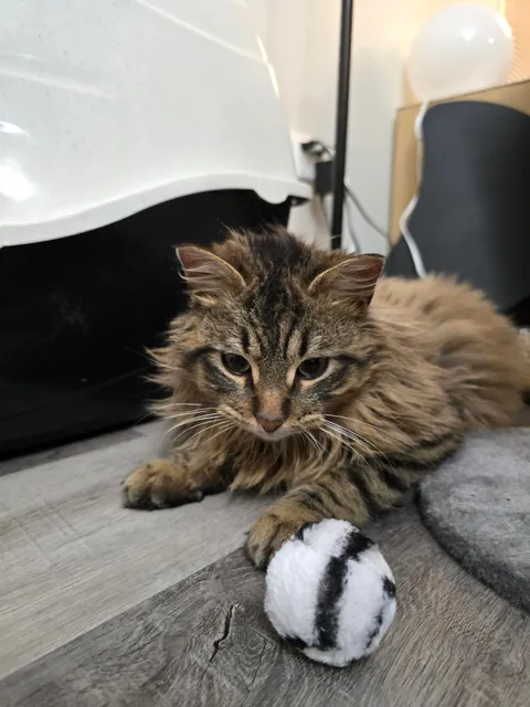 Boyfriend and I finally got our first cat after moving in together. Meet our son, Tobi.