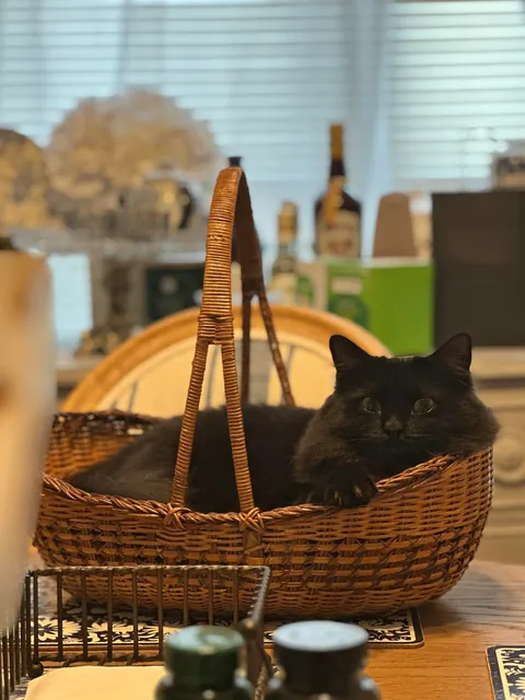 Meet Ahsoka, my brothers' cat