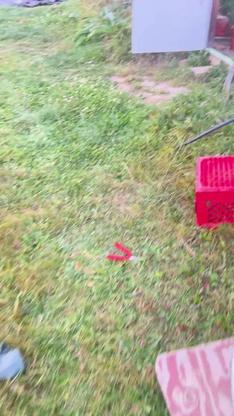 Caught that elusive “four legged horn worm” removing all the leaves on my pepper plants.