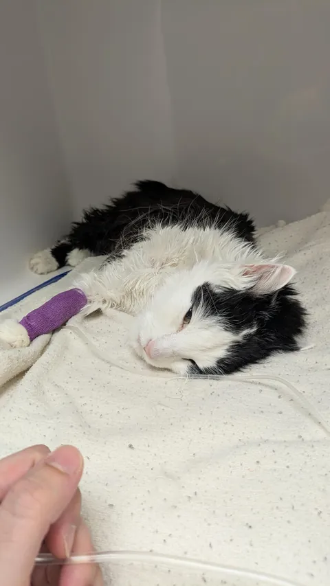 Goodbye, my sweet brush-loving boy