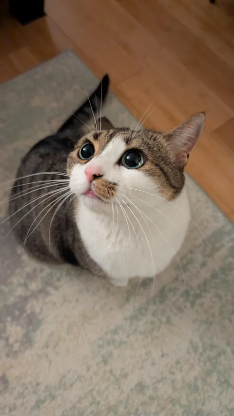 Ellie is a master at the begging eyes 👀