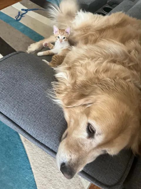 JimJim loves his Clover dog