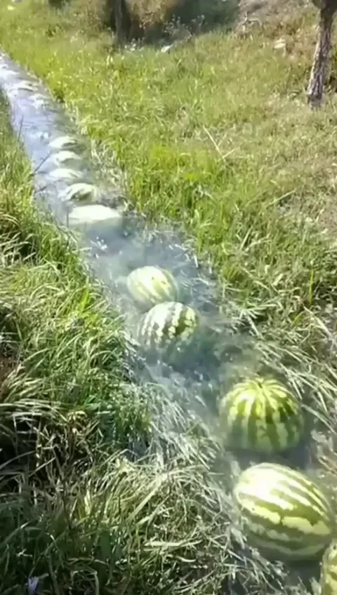 Water watermelon transportation