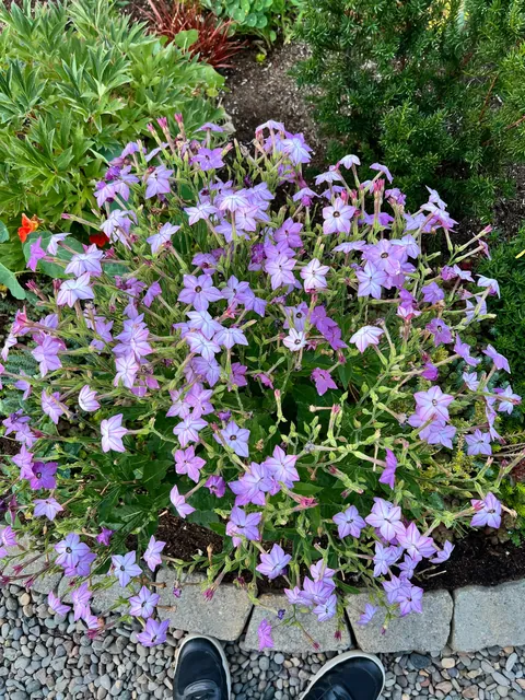 Some flowers I grew from seed this year 💐