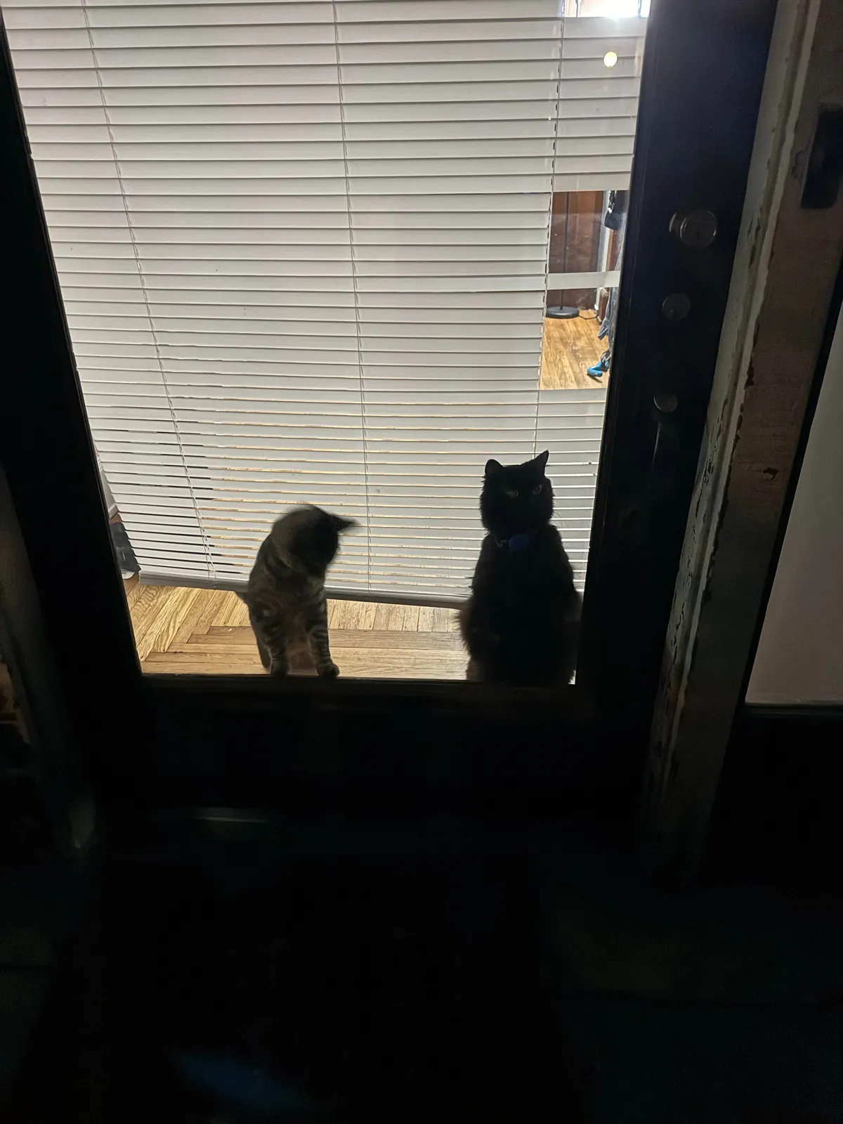 Got my void a friend. She is impressed.