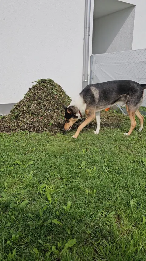 Our landlord said I could do whatever I want with the yard.