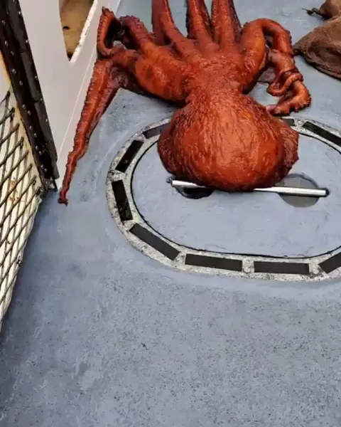This magnificent giant Pacific octopus caught off the coast of  California by sportfishers. 