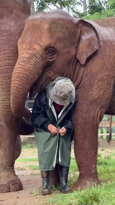 Elephants protect their caregiver from the rain and make sure she’s ok