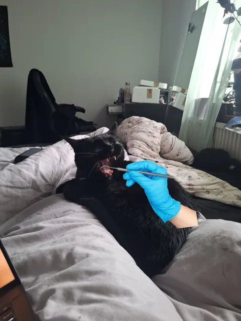 Oh hell yeah. I finally got a yawn pic💜. You know what that means...