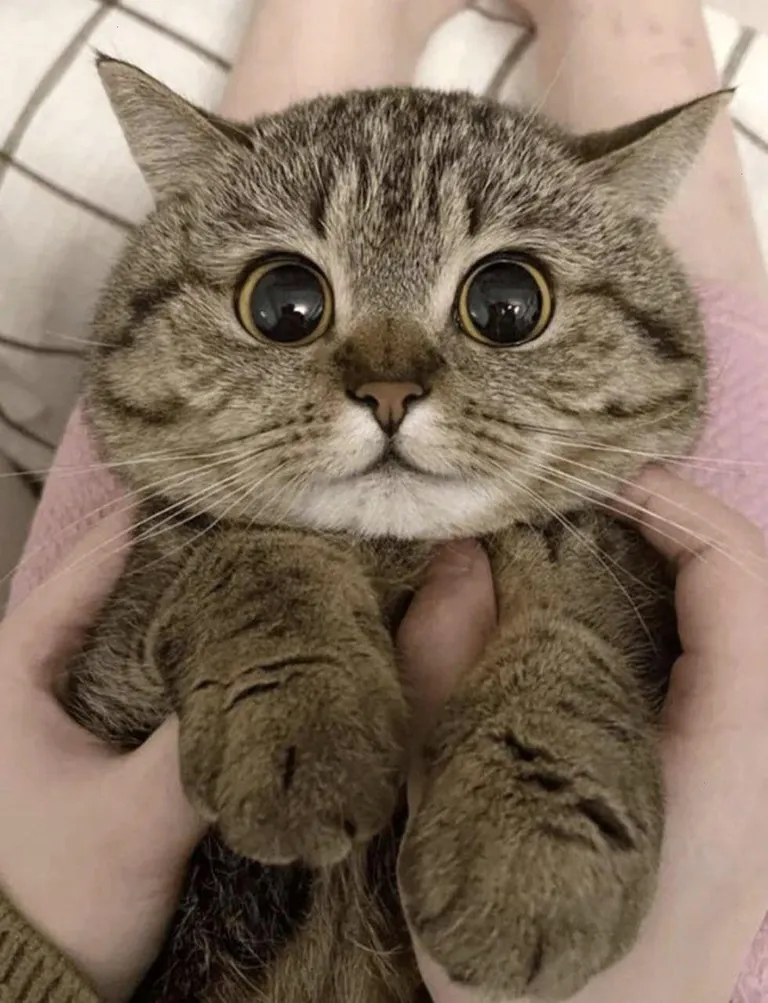 When your cat looks at you like you’re their whole world. 😻❤️