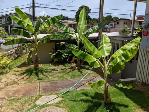 Our banana trees turned into a jungle (Before/After Photos)